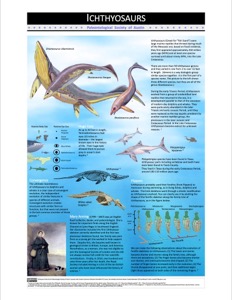 Poster Ichthyosaur 3